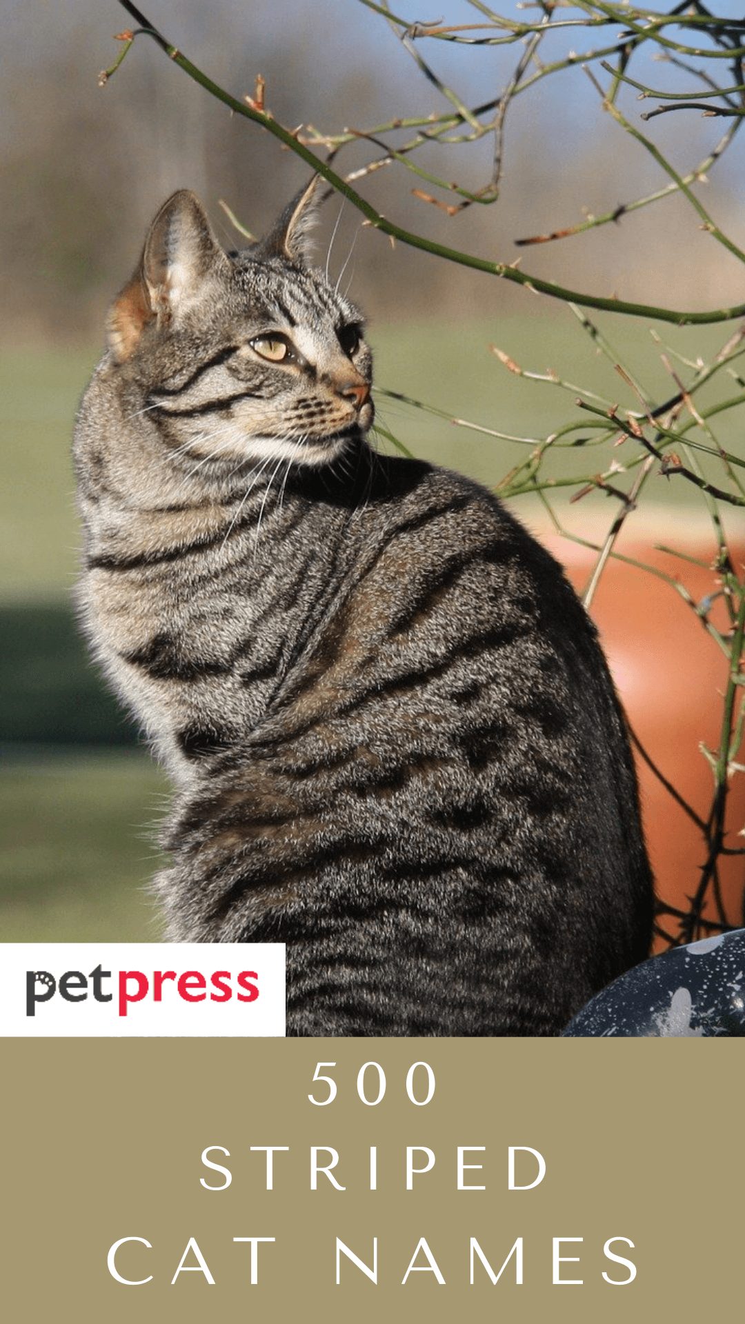 striped-cat-names