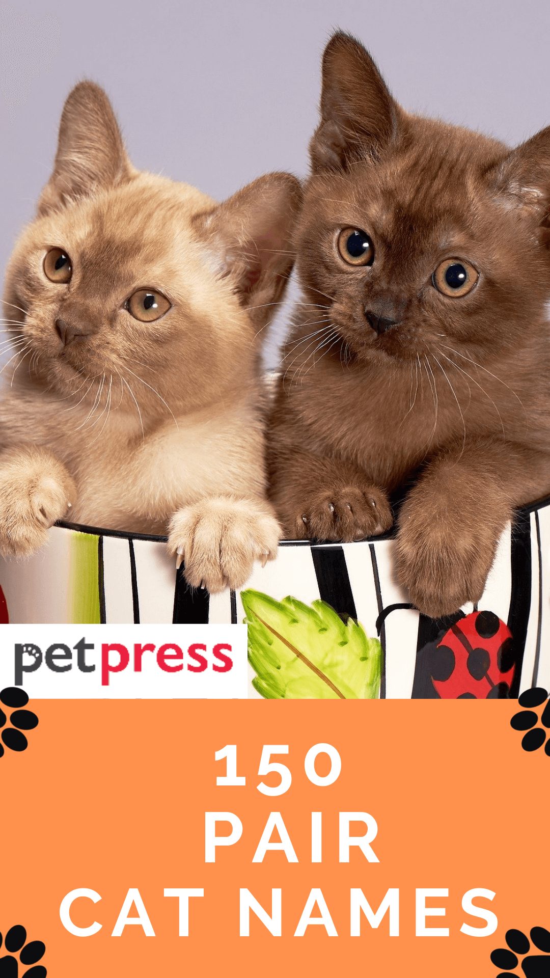 pair-cat-names