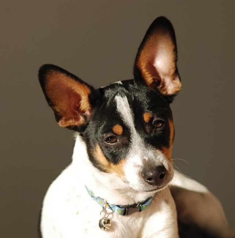 Top 115 Best Rat Terrier Dog Names PetPress