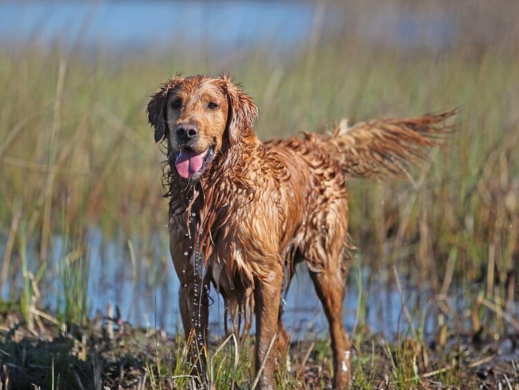 duck dog names