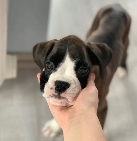 Pros and cons of boxers Clearance