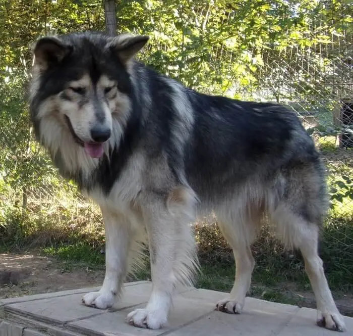 Cherokee Names for dog