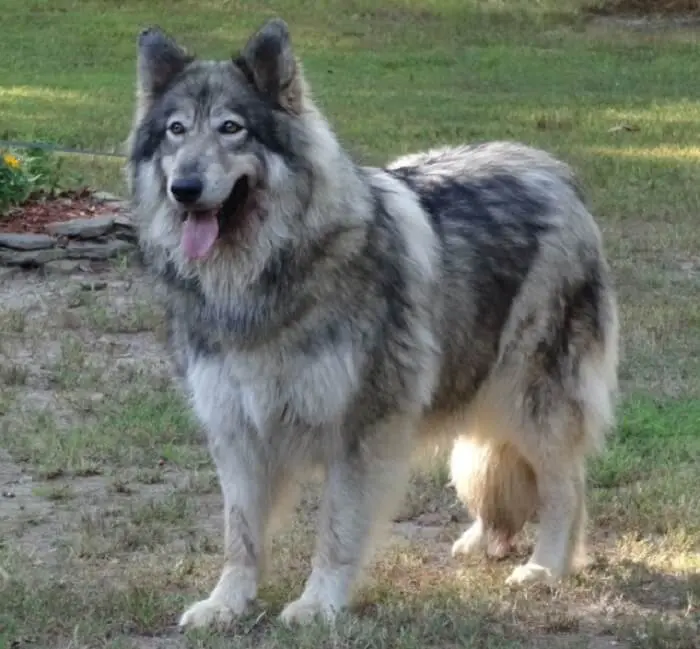 Cherokee Names for dog
