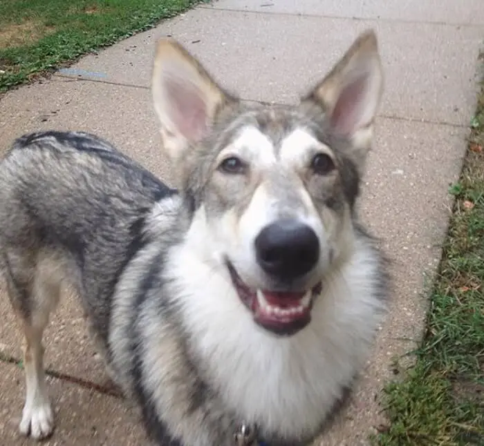 Cherokee Names for dog