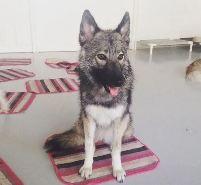 Cherokee Names for dog