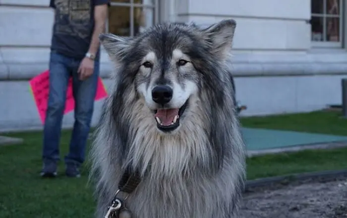 Cherokee Names for dog