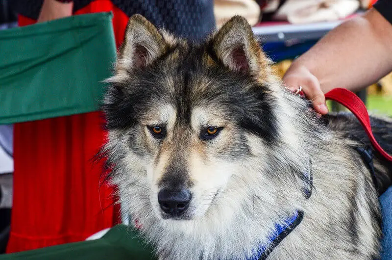 Cherokee Names for dog