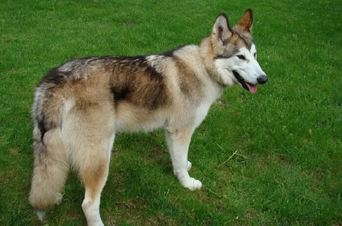 Cherokee Names for dog