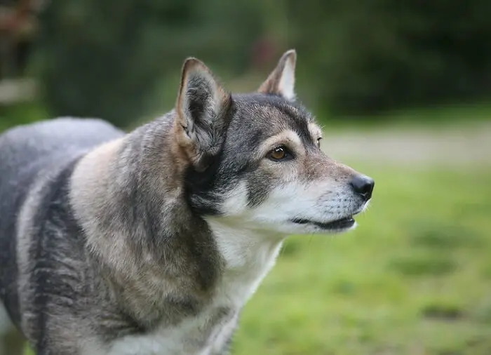 Cherokee Names for dog