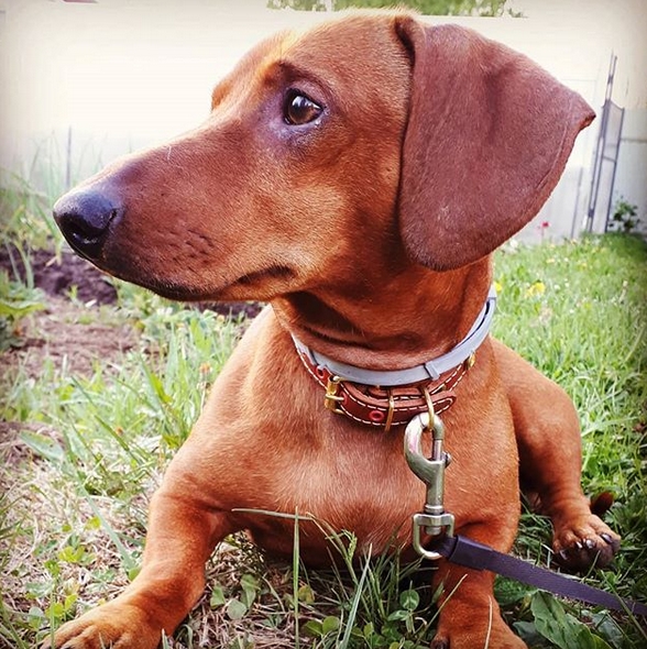 35 Best Male Dachshund Dog Name Ideas PetPress
