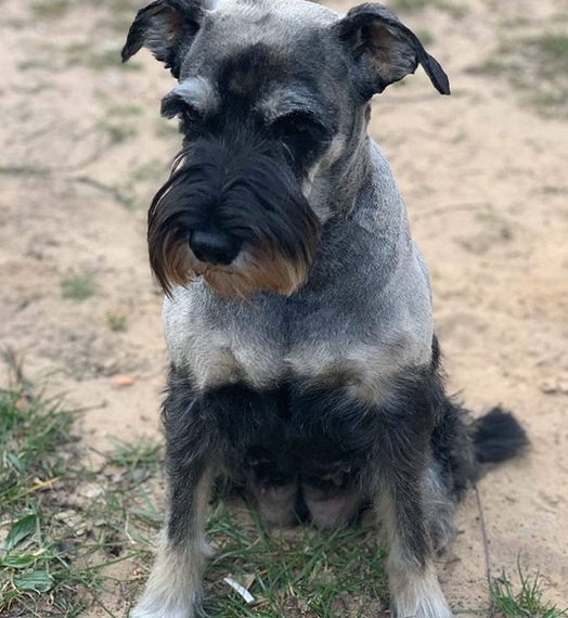Top 145 Best Schnauzer Dog Names PetPress