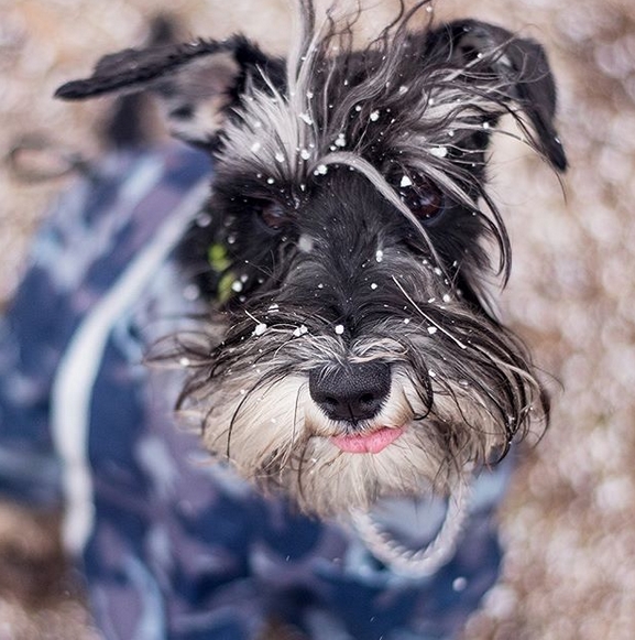 Top 145 Best Schnauzer Dog Names PetPress