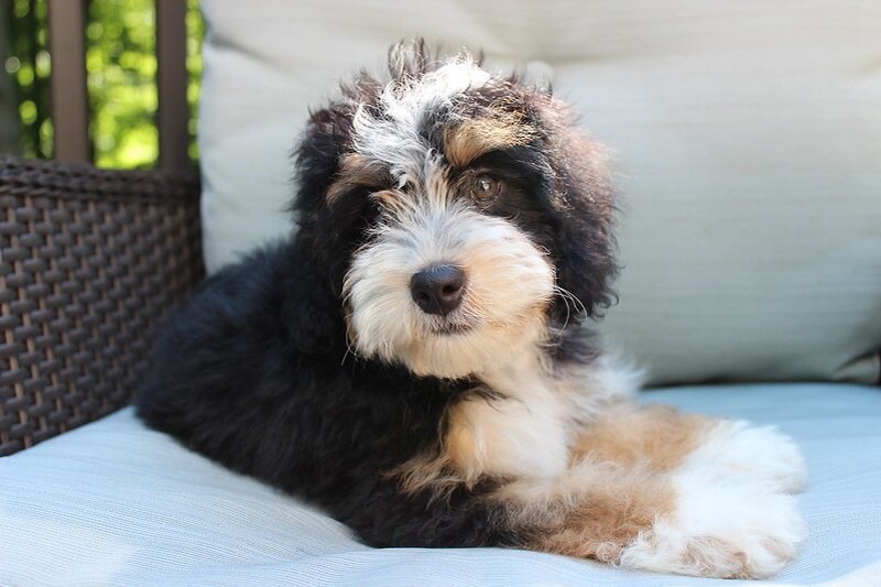 145 Best Bernedoodle Dog Names Male Female Name Ideas Petpress