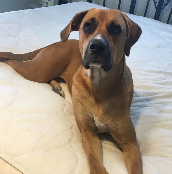 black mouth cur names