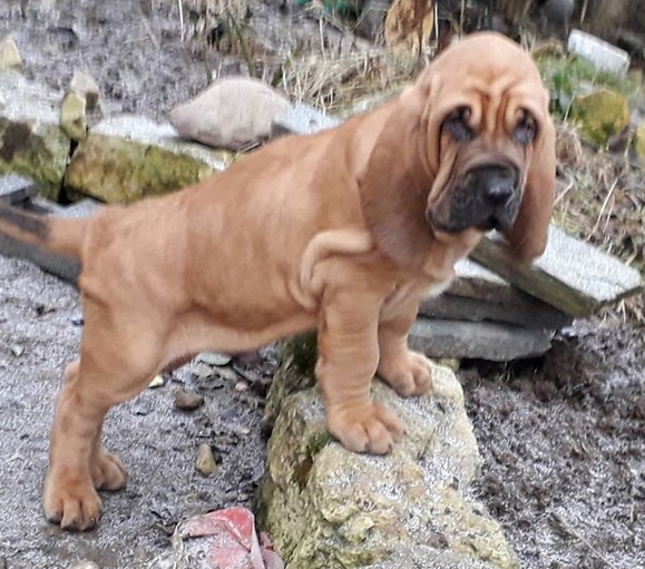best bloodhound names