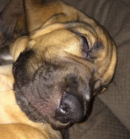 best bloodhound names