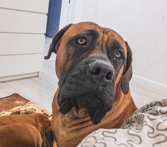 thor boerboel