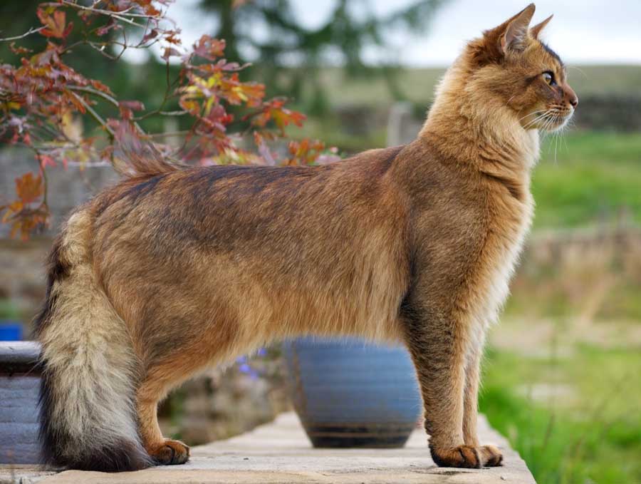 15 Most Active Cat Breeds PetPress