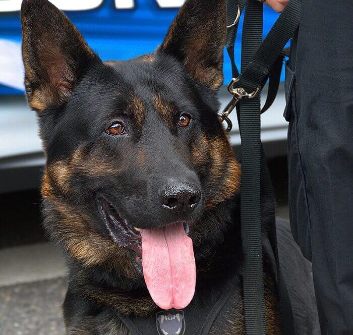 450 Tough Police Dog Names for Your K9 Puppy PetPress