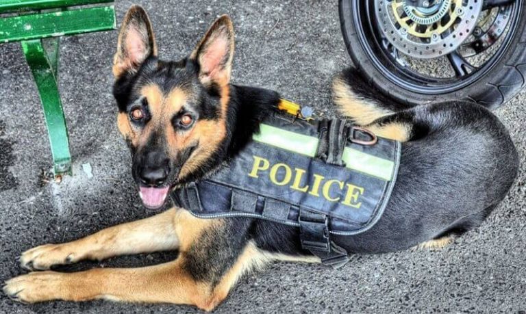 450 Tough Police Dog Names For Your K9 Puppy PetPress