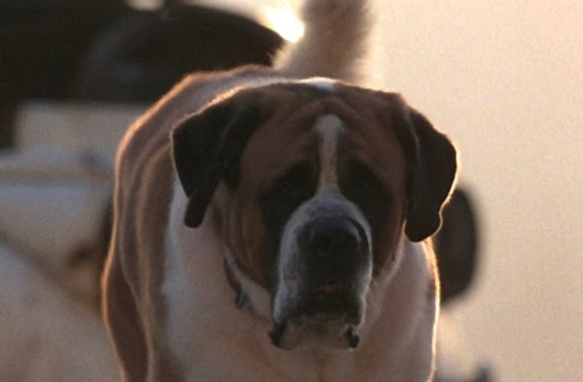 TOP 15 The Most Famous Dogs In History PetPress