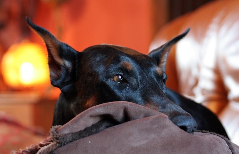 Guard Dog Names 230 Tough and Strong Dog Names PetPress