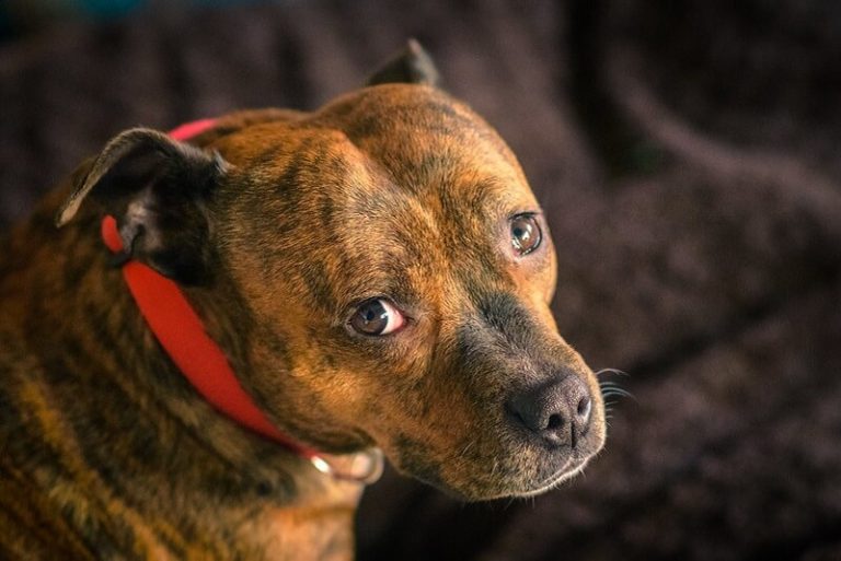 Guard Dog Names 230 Tough and Strong Dog Names PetPress