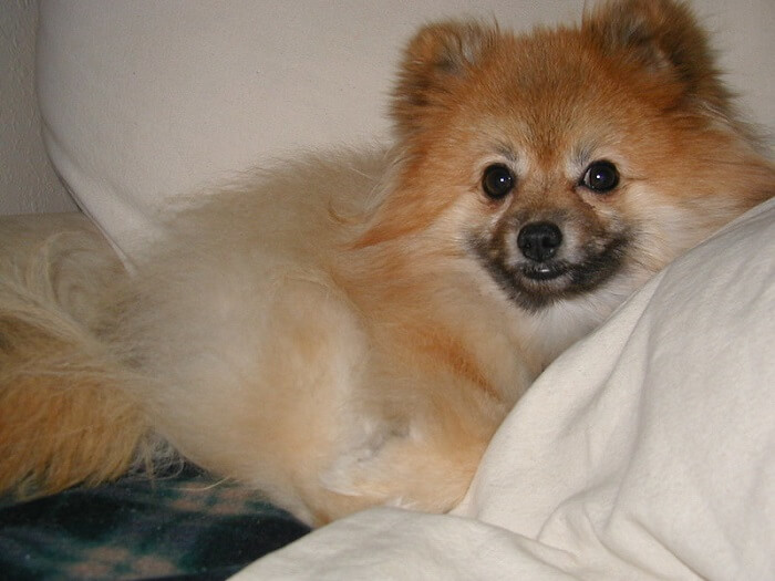 famous pomeranian names