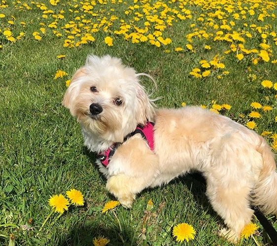 cool female havanese names