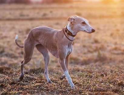 best whippet names