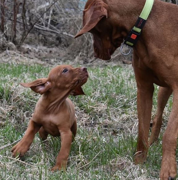 Top 95 Best Vizsla Dog Names PetPress