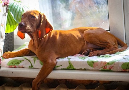 best girl vizsla names