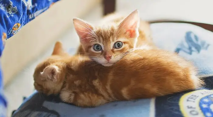 250 Twin Cat Names For Sibling Duo Cats Petpress