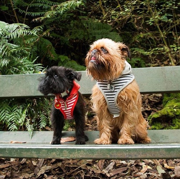 TOP10 Most Famous Instagram Dogs Page 2 of 2 PetPress