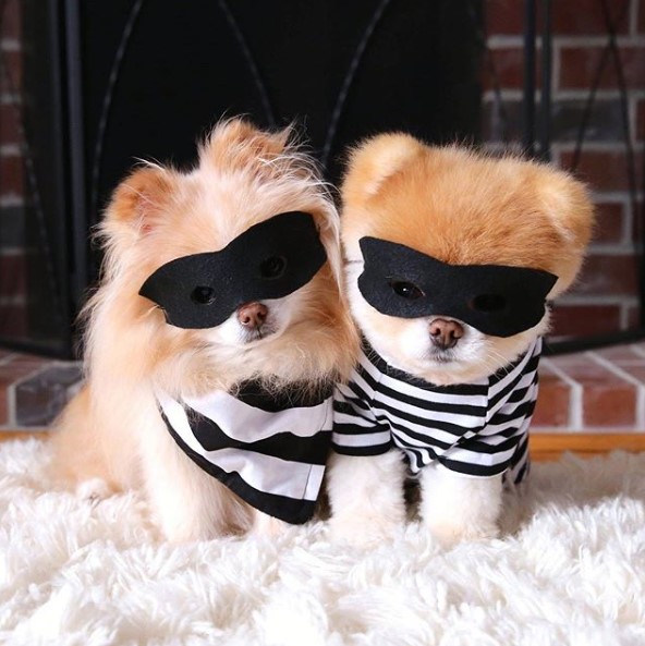 TOP10 Most Famous Instagram Dogs Page 2 of 2 PetPress