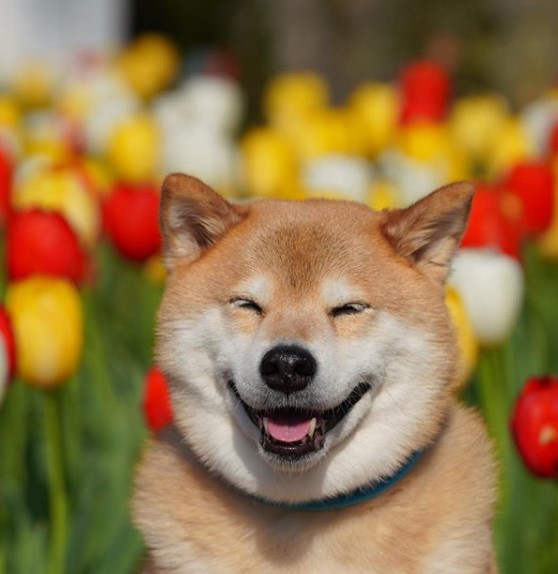 TOP10 Most Famous Instagram Dogs PetPress