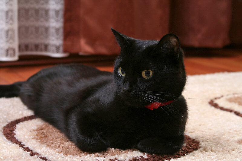 260-popular-male-and-female-korean-cat-names-with-meanings