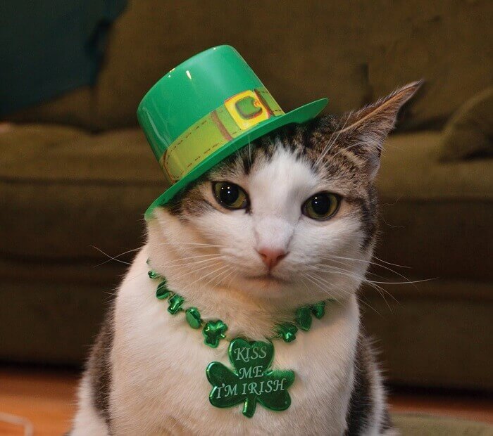 190 Irish Cat Names Male Female Name Ideas With Meanings 190-irish-cat-names-male-female-name-ideas-with-meanings