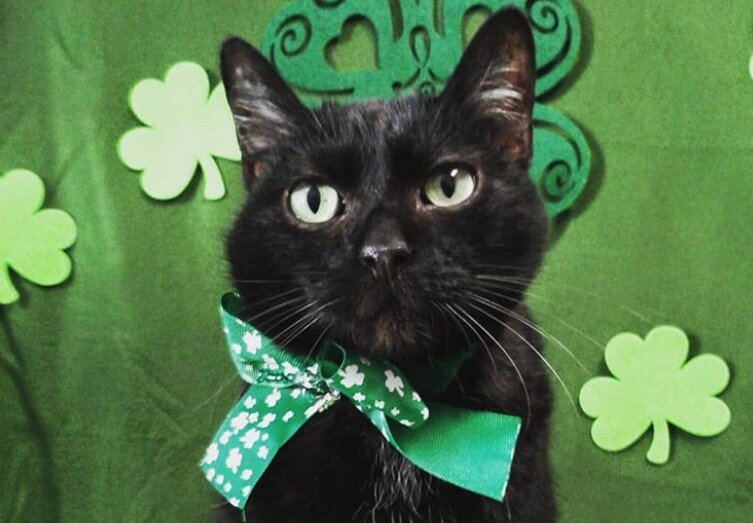 190 Irish Cat Names Male Female Name Ideas With Meanings 190-irish-cat-names-male-female-name-ideas-with-meanings