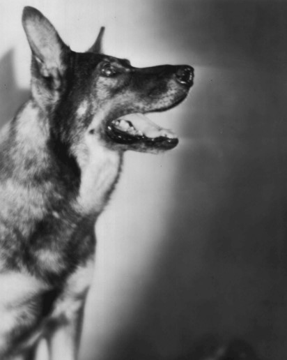 Top 15 The Most Famous Dogs In History Petpress