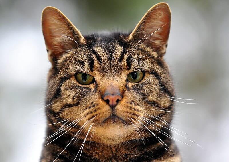 410 Tough Cat Names Amazing Ideas For Fierce And Strong Cats PetPress