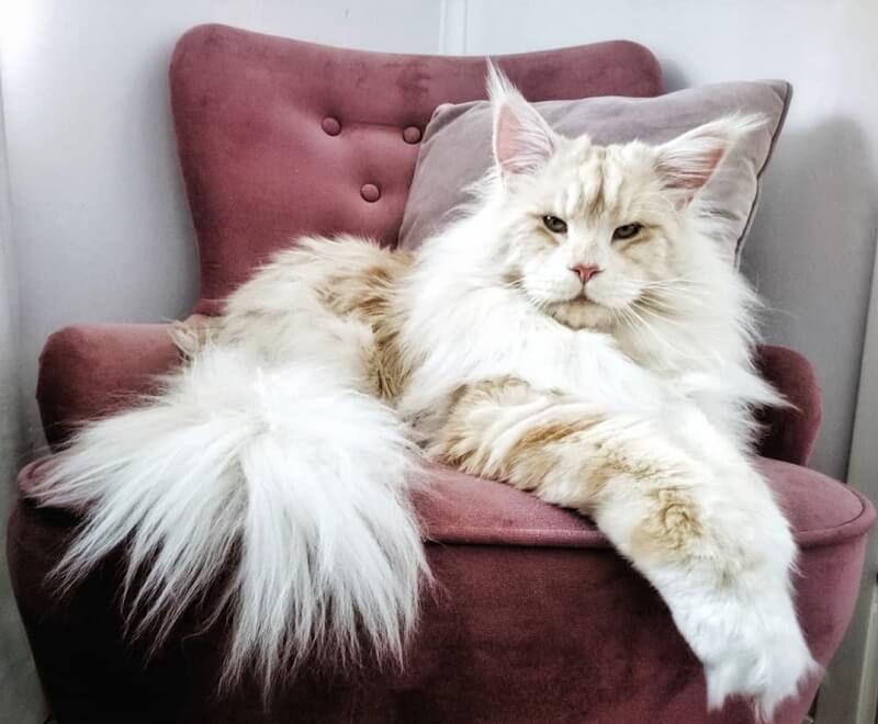 Maine Coon Cat Names: 180 Best Names for Maine Coons | PetPress