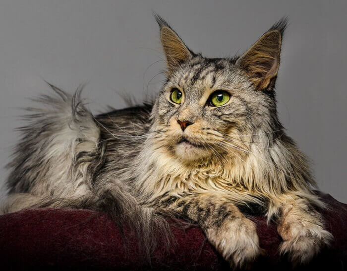 Native American Cat Names 140 Meaningful Names Native American Cat Names 140 Meaningful Names