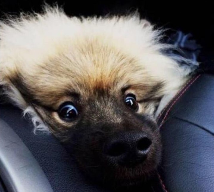 The 33 Funniest Female Dog Names PetPress