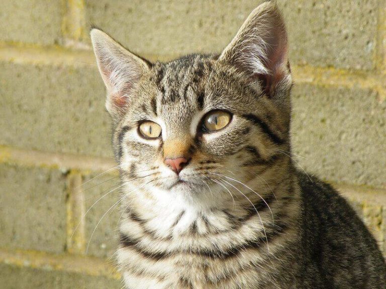 500 Striped Cat Names for Your Tabby Kitten