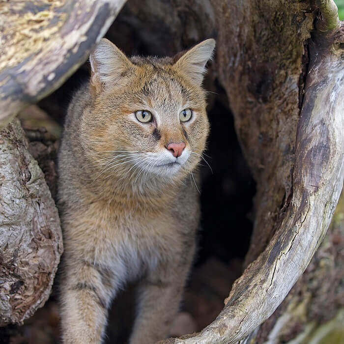 Top 100 Jungle Cat Names PetPress