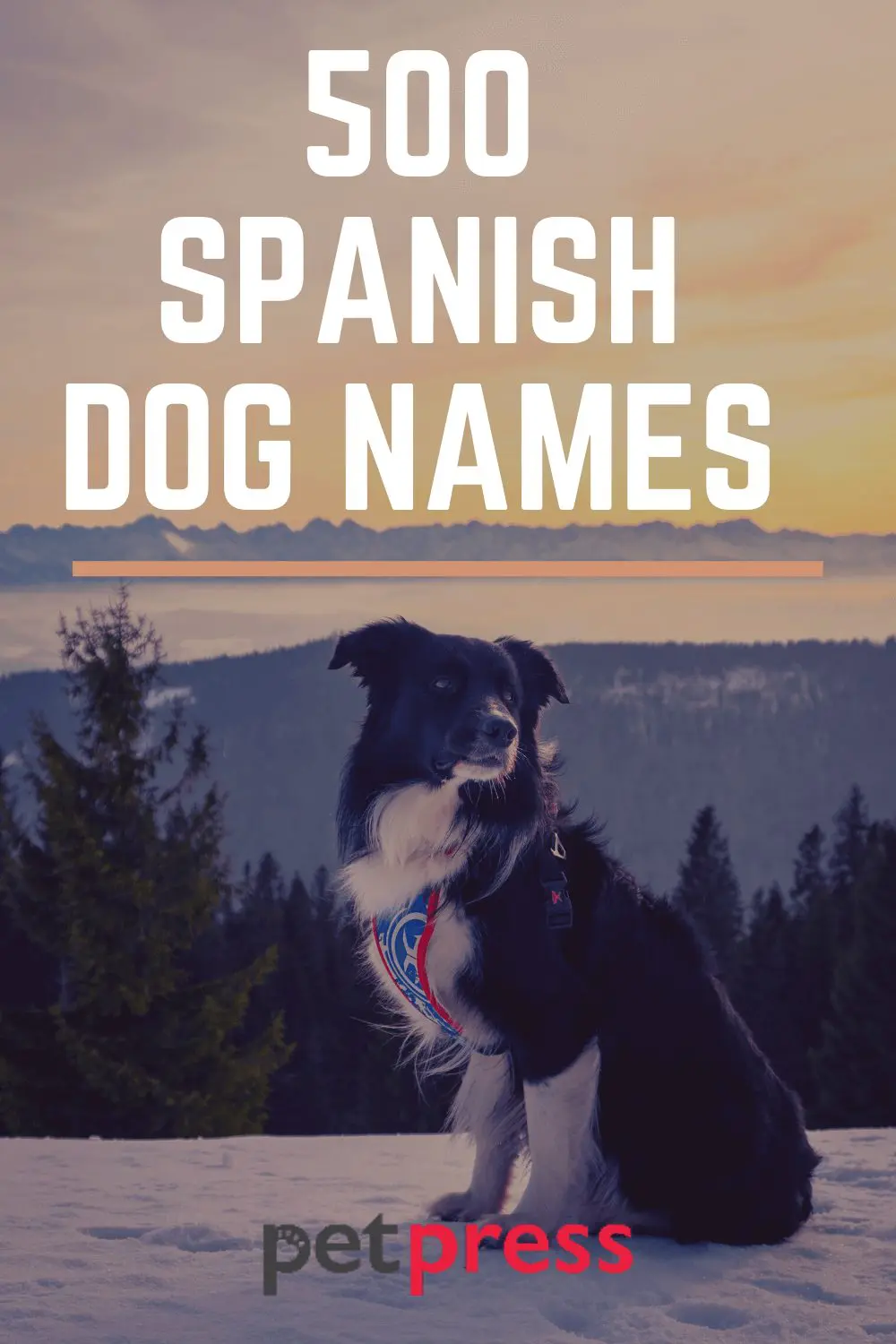 500 Spanish Dog Names Popular Spanish Names For Puppies