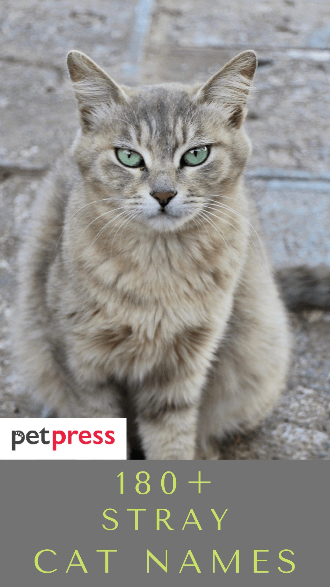 stray-cat-names