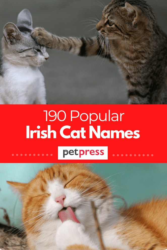 190 Irish Cat Names Male Female Name Ideas With Meanings