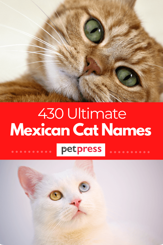 430 Mexican Cat Names The Ultimate List Of Kitten Name Ideas